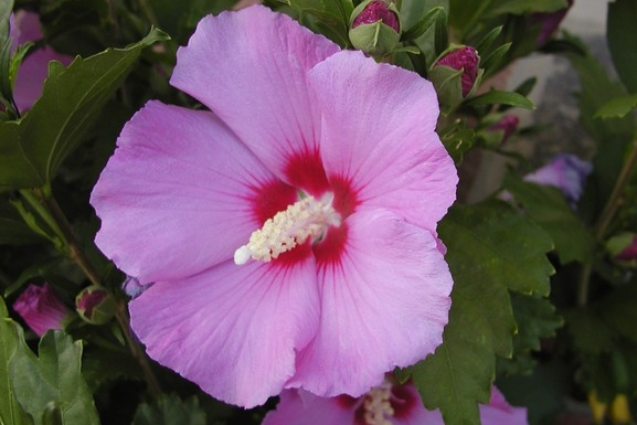 Rose of Sharon 'Minerva' Tree 7 Gallon