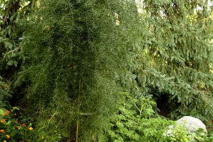 Climbing Asparagus 3 Gallon