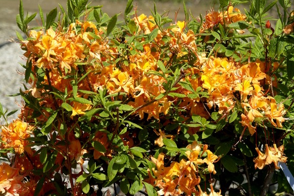 Deciduous Flame Azalea 3 Gallon