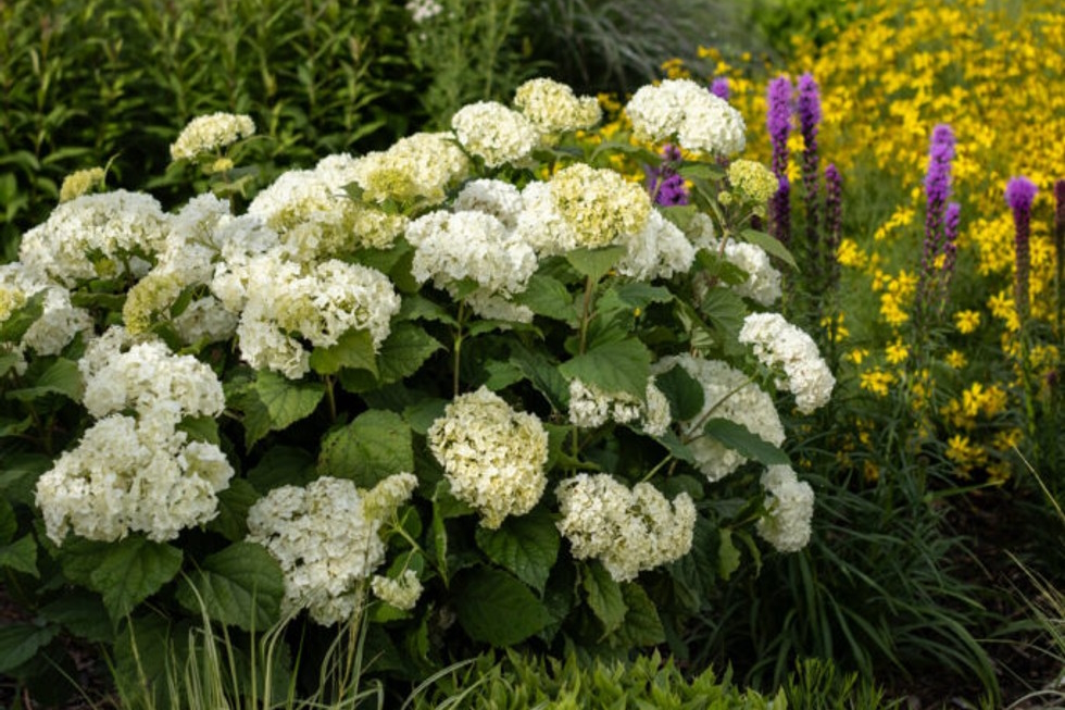 Smooth Hydrangea FlowerFull&trade; 3 Gallon