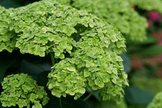 Smooth Hydrangea Invincibelle Sublime&trade; 3 Gallon