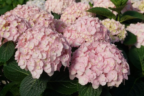 Mophead Hydrangea Wee Bit Innocent&trade; 3 Gallon