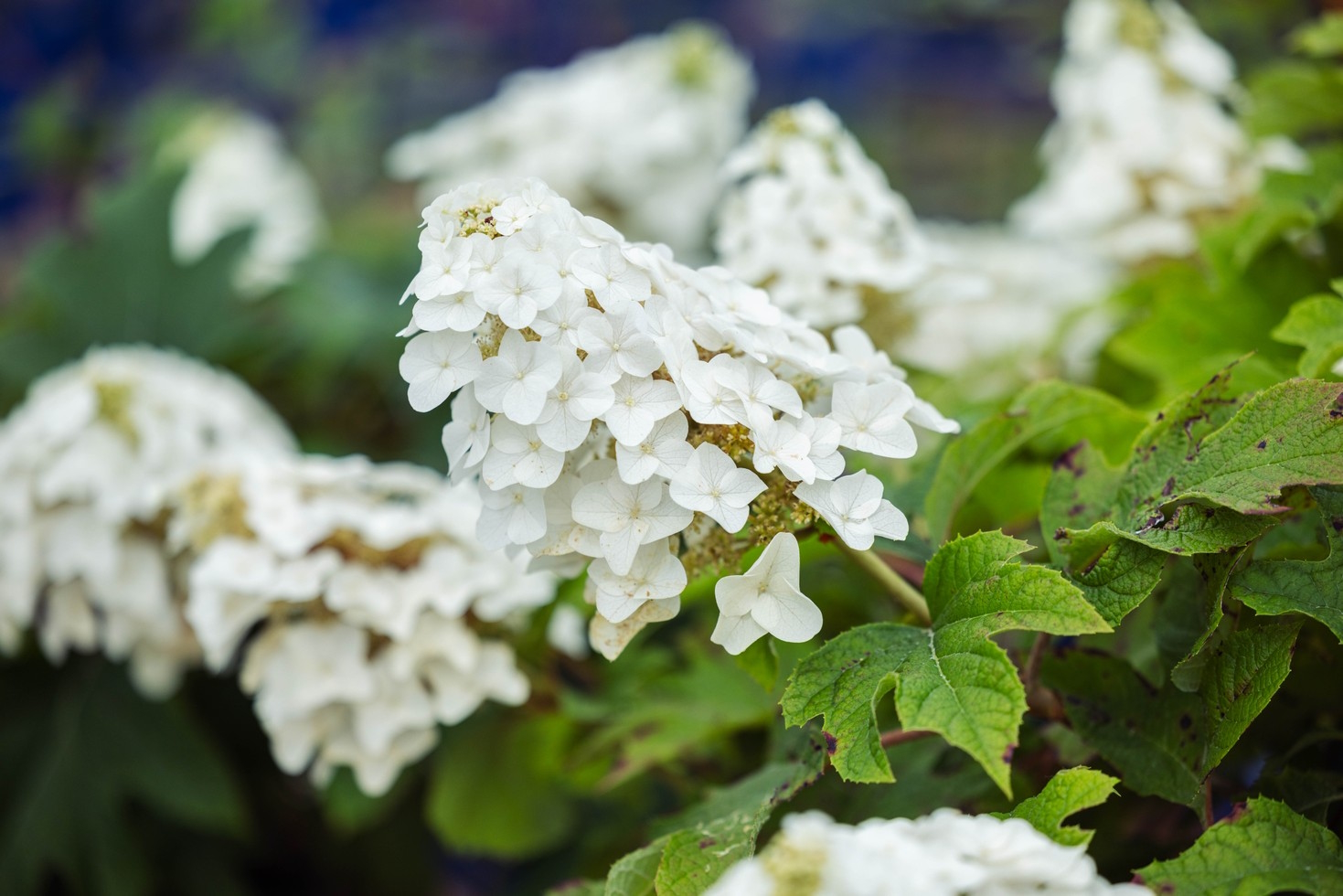 Oakleaf Hydrangea Jetstream&trade; 3 Gallon