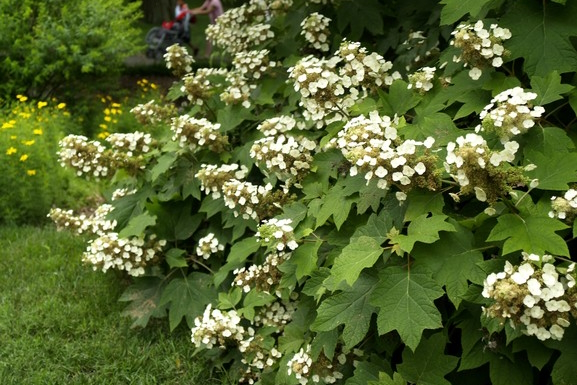 Oakleaf Hydrangea 'Sike's Dwarf' 3 Gallon