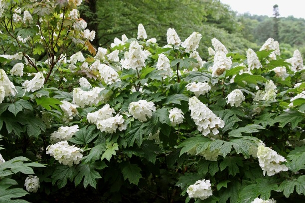 Oakleaf Hydrangea 'Snow Queen' 5 Gallon