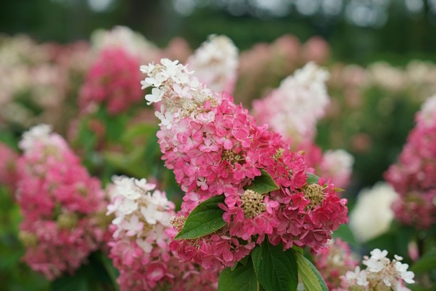 Panicle Hydrangea Pinky Winky Prime&trade; 3 Gallon