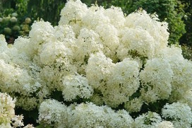 Panicle Hydrangea Puffer Fish&reg; 3 Gallon