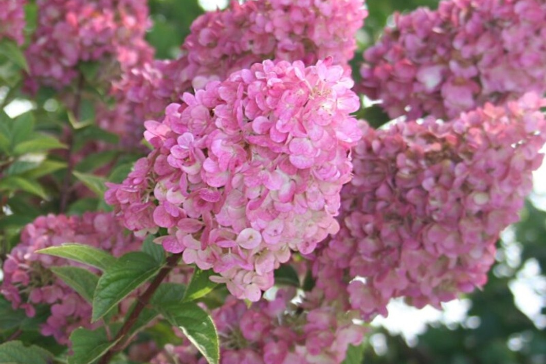 Panicle Hydrangea Strawberry Sundae&reg; 3 Gallon
