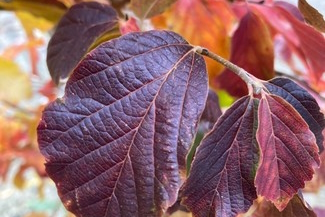 Persian Ironwood 'Henny's Dwarf' 5 Gallon