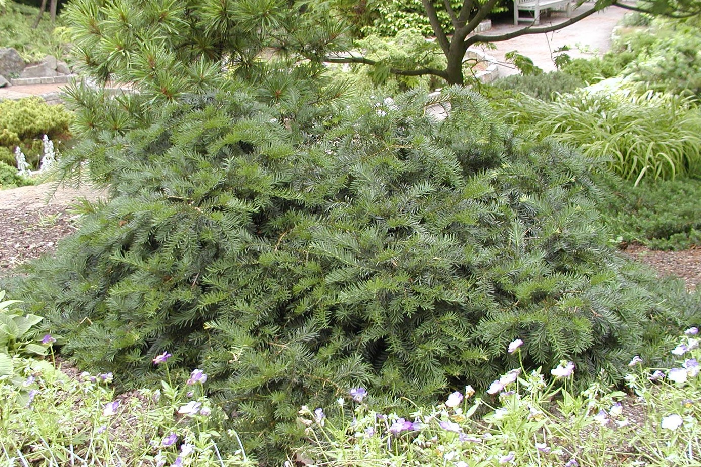 English Yew 'Repandens' 3 Gallon