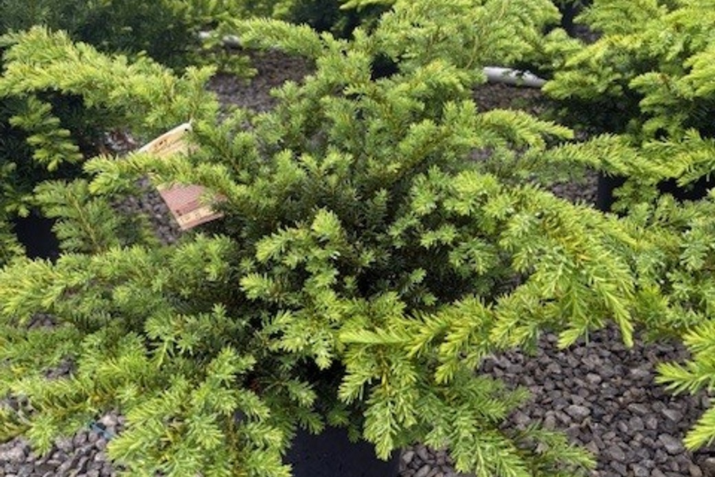 Taunton Yew 5 Gallon