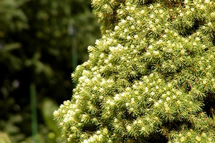 White Spruce Rainbow's End&reg; 2 Gallon