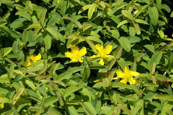 European St. John's Wort 1 Gallon