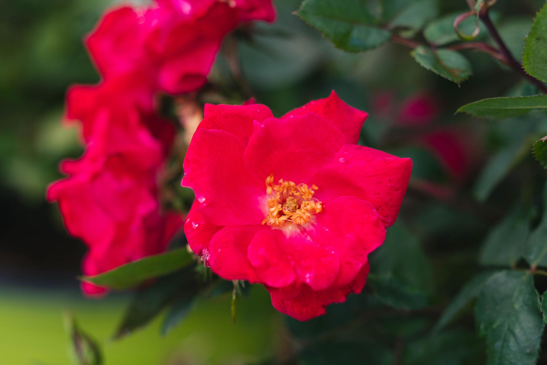Shrub Rose Knock Out&reg; 3 Gallon
