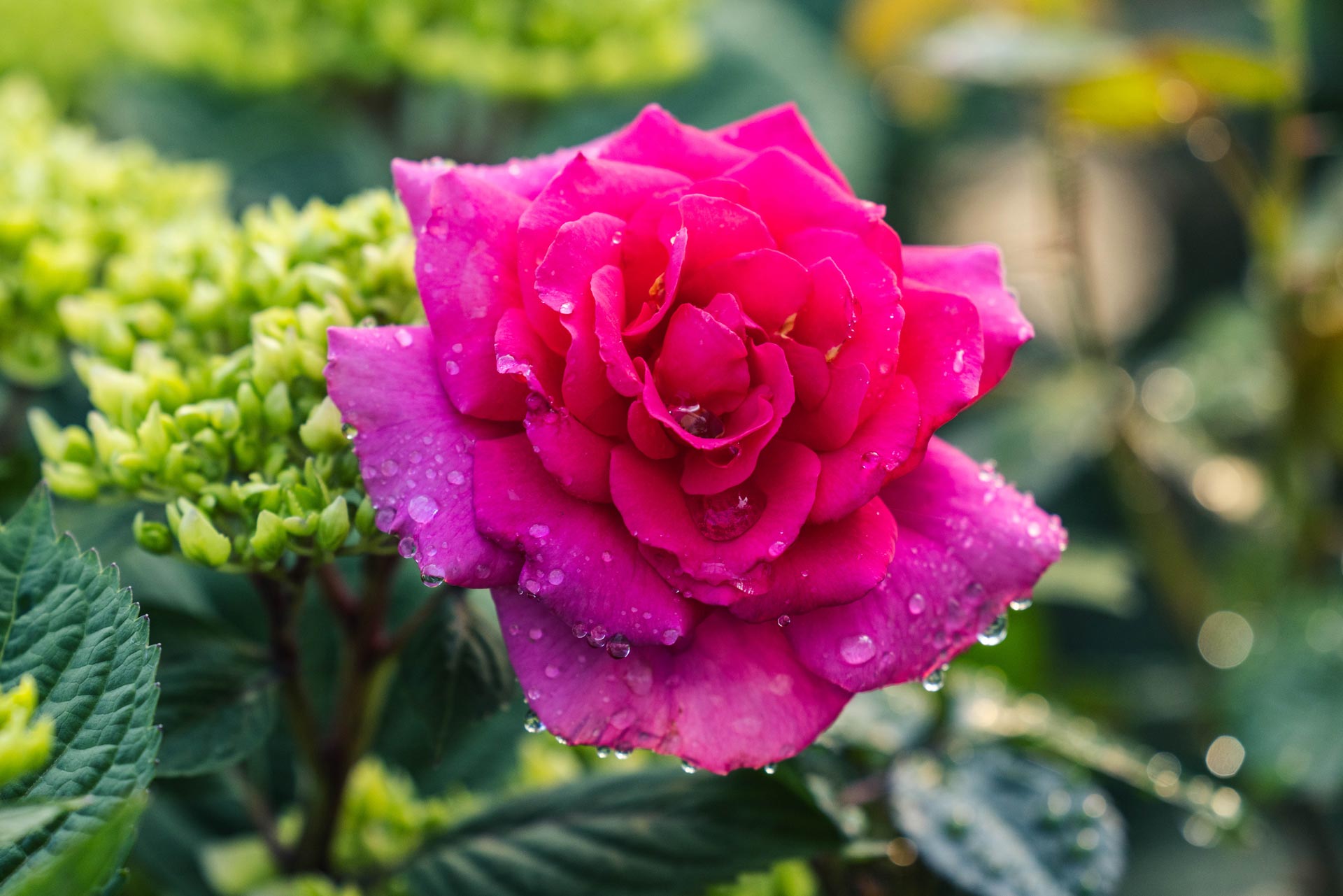 Shrub Rose True Gratitude 3 Gallon