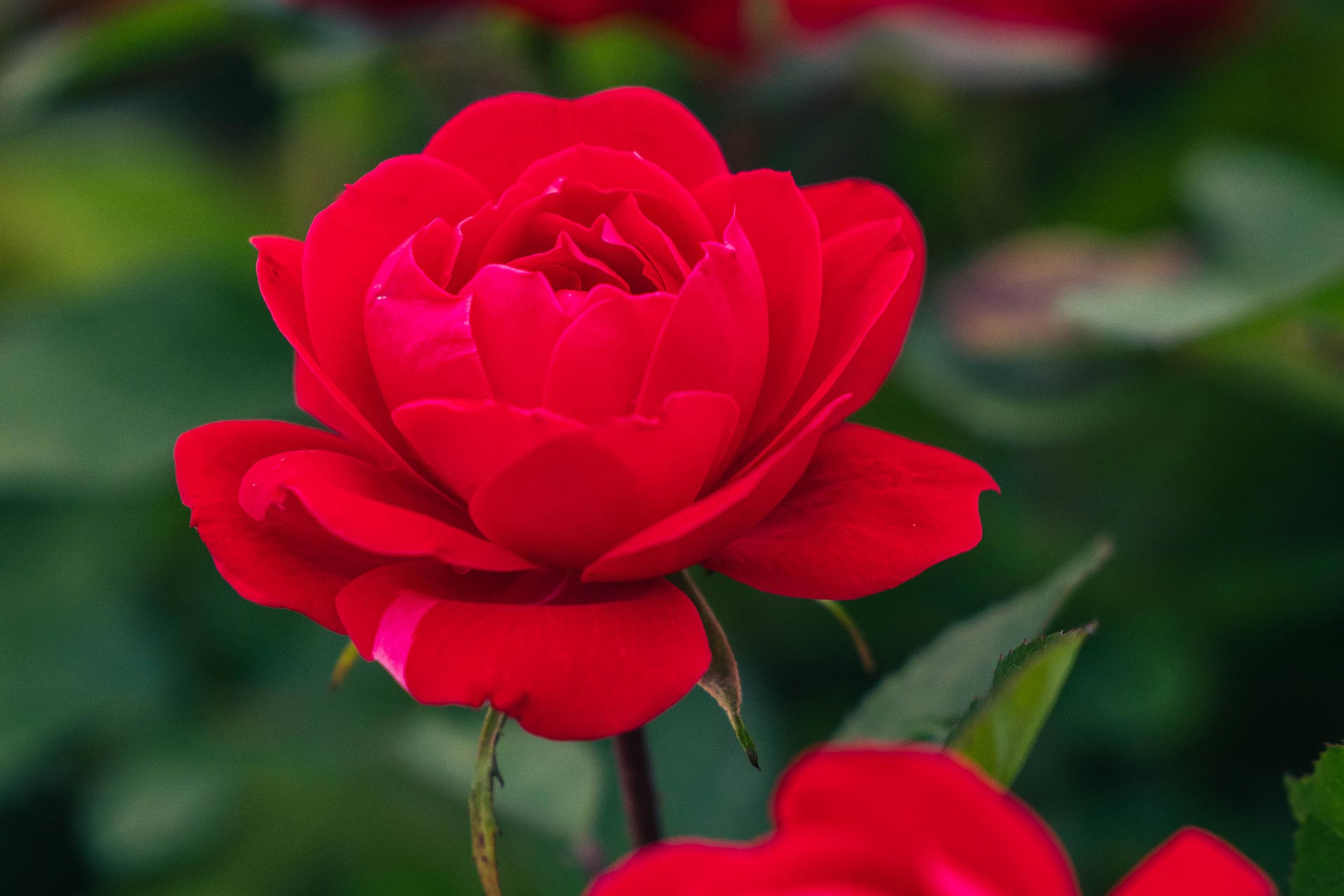 Shrub Rose Double Knock Out&reg; 3 Gallon