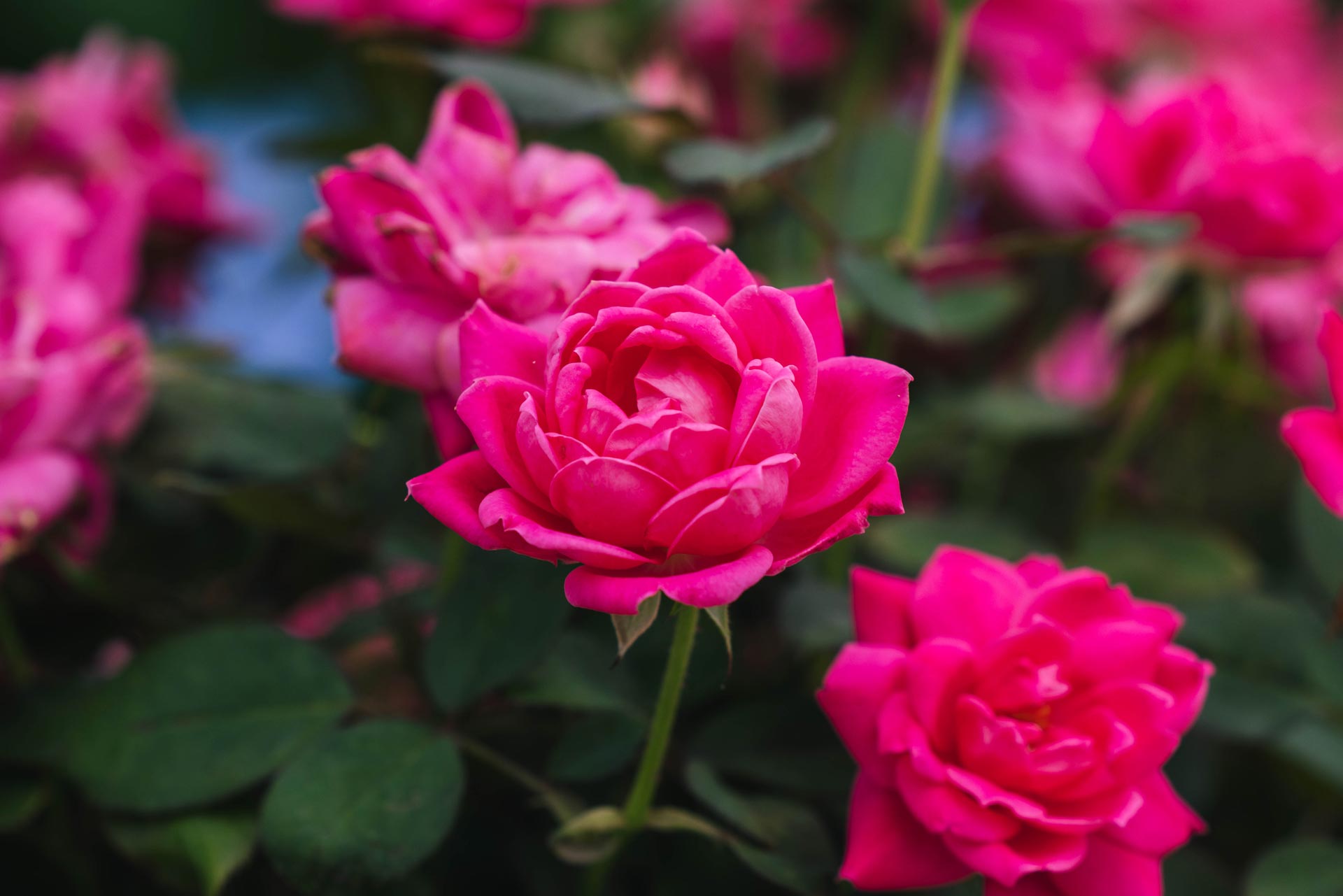 Shrub Rose Pink Double Knock Out&reg; 3 Gallon