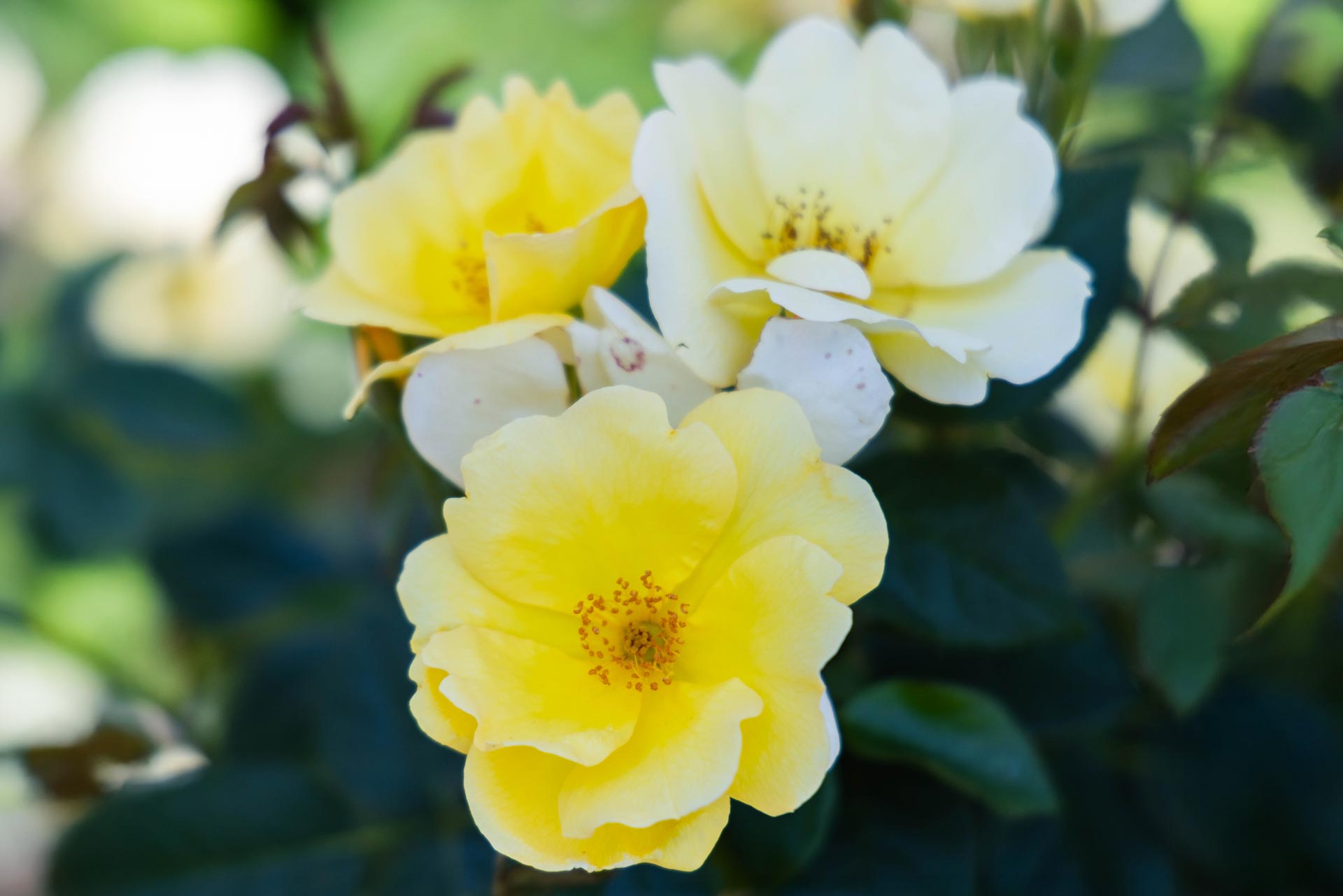Shrub Rose Knock Out&reg; Easy Bee-zy&trade; 3 Gallon