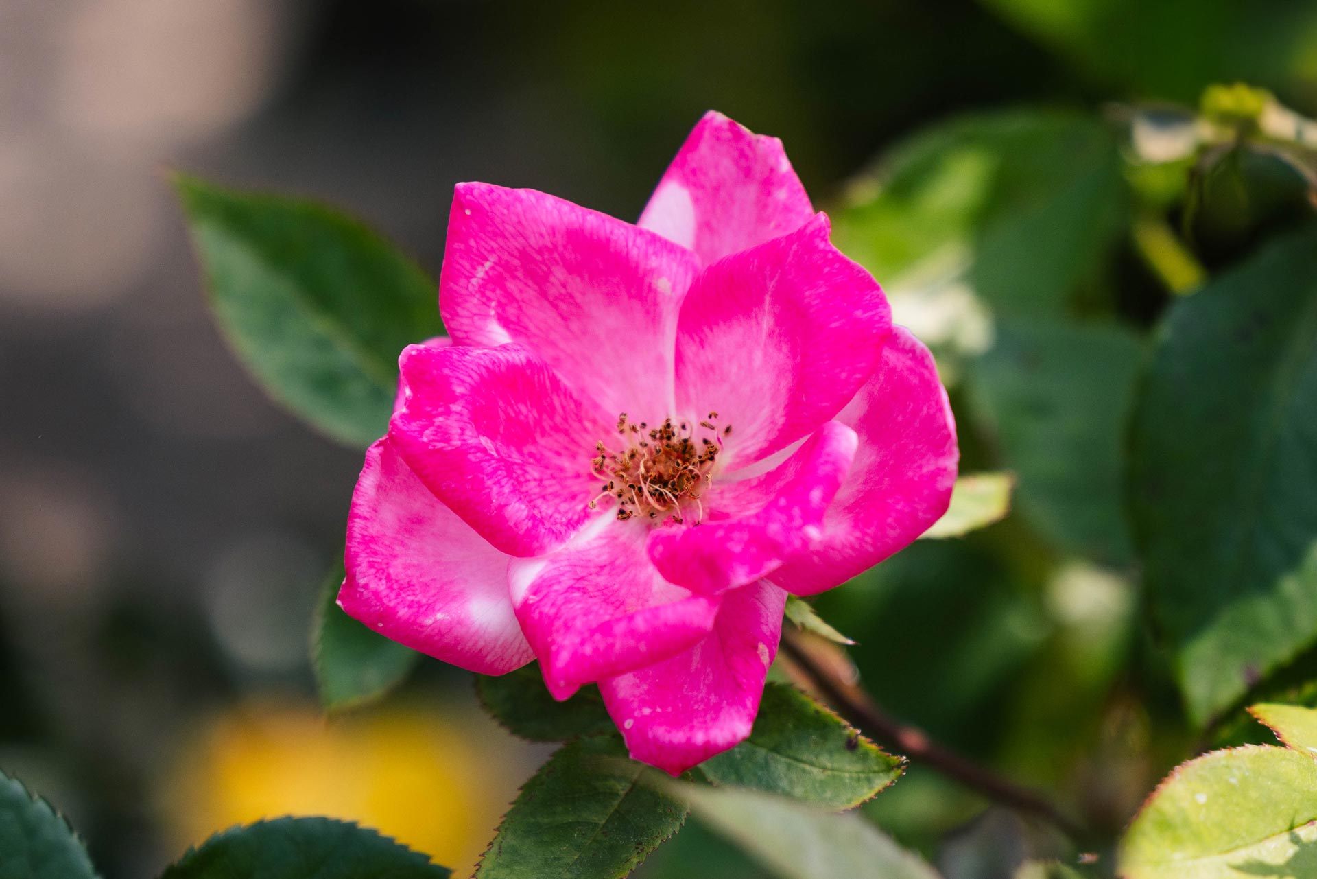 Shrub Rose Knock Out&reg; Pink 3 Gallon
