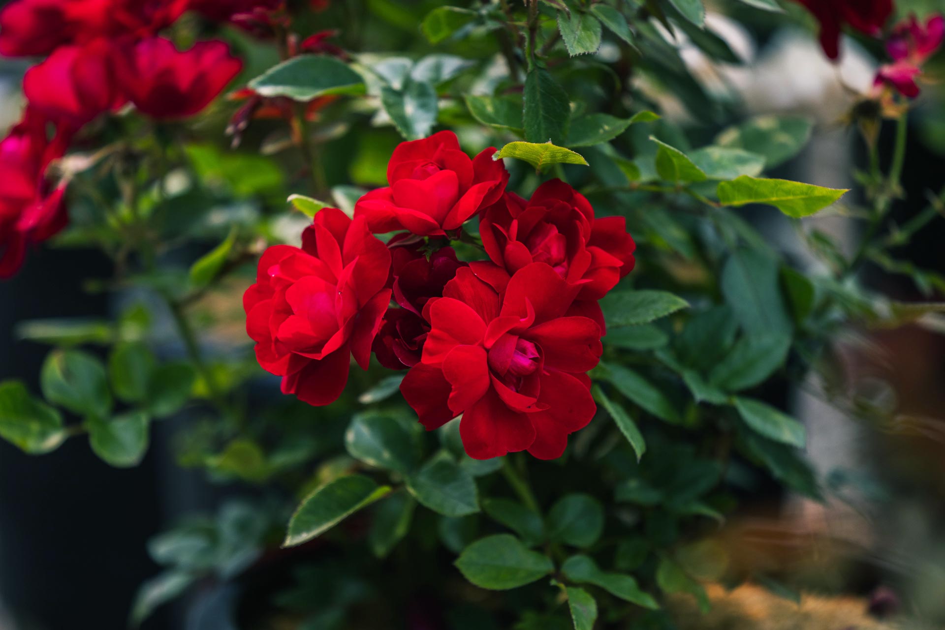 Shrub Rose Kolorscape&reg; Kardinal&trade; 3 Gallon