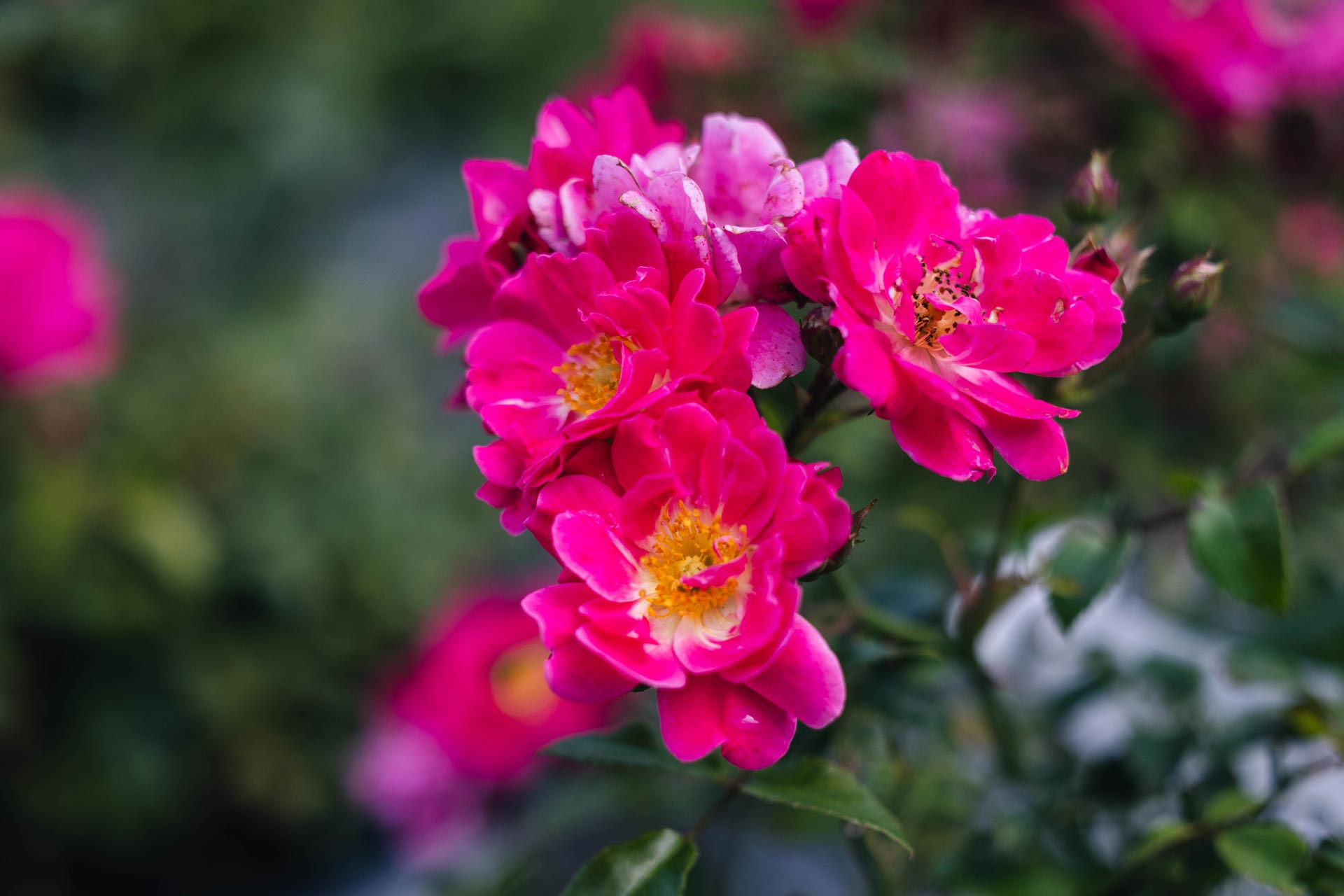 Shrub Rose Oso Easy&reg; Double Pink 3 Gallon