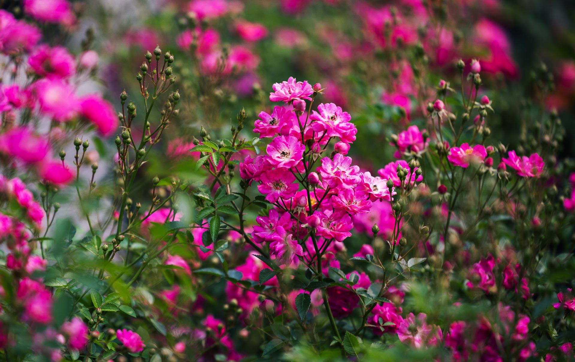 Shrub Rose Pretty Polly&reg; Pink 5 Gallon