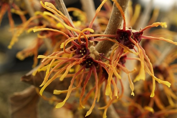 Witch-hazel 'Jelena' 5 Gallon