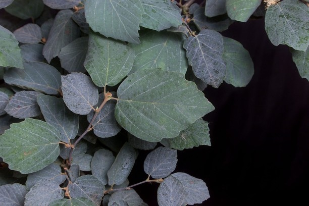 Fothergilla 'Blue Shadow' 3 Gallon