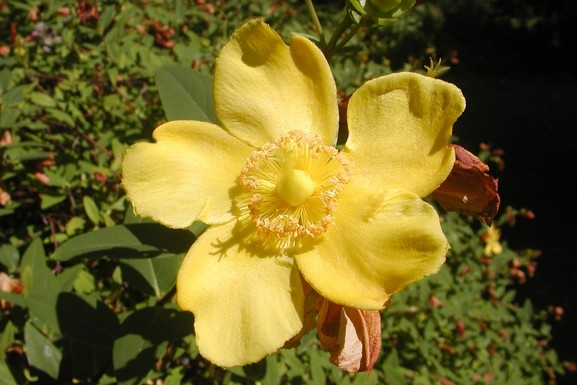 St. John's Wort 'Hidcote' 1 Gallon