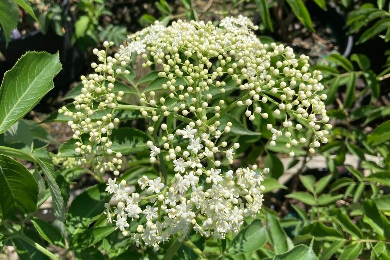 American Elderberry 'Johns' 3 Gallon