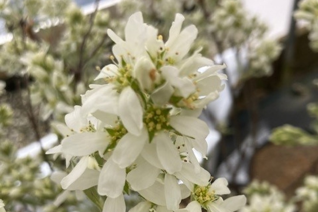 Thicket Serviceberry 3 Gallon