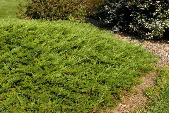Buffalo Juniper 3 Gallon