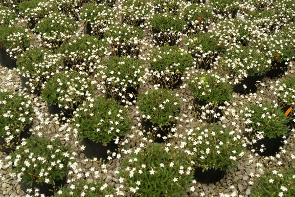 Wineleaf Cinquefoil 'Nuuk' 1 Gallon