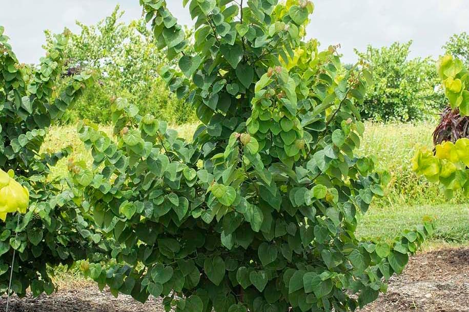 Redbud Tree Garden Gems&reg; Emerald 3 Gallon