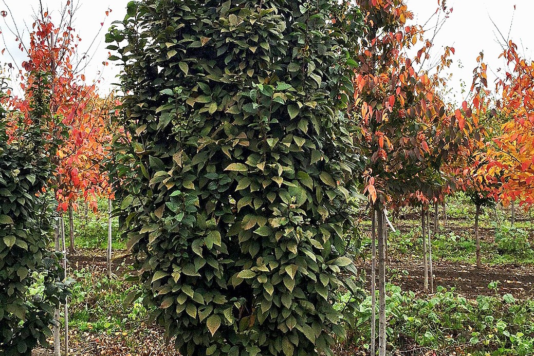 European Hornbeam 'Lucas' 5 Gallon
