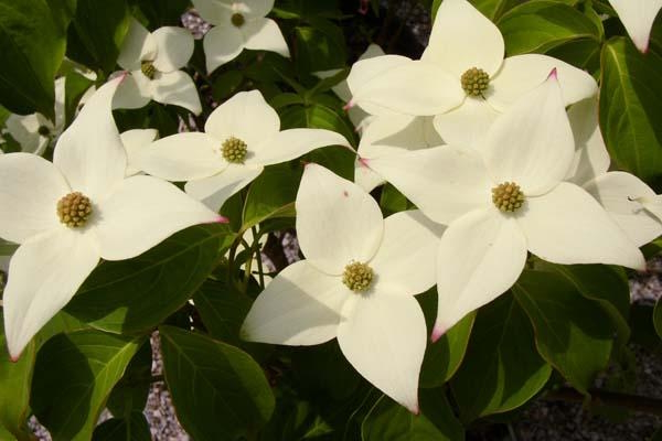 Kousa Dogwood 'Milky Way' 7 Gallon