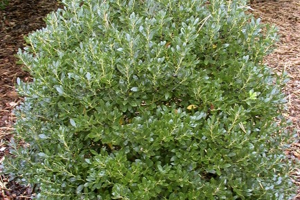 Inkberry Holly 'Densa' 5 Gallon