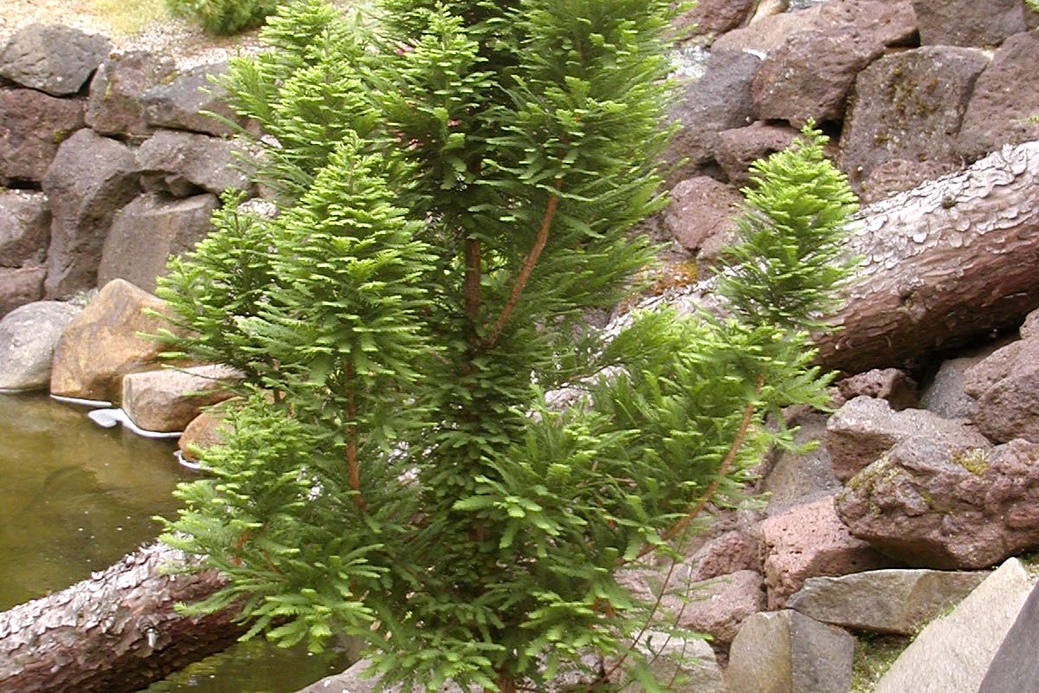 Bald Cypress 'Peve Minaret' 10 Gallon