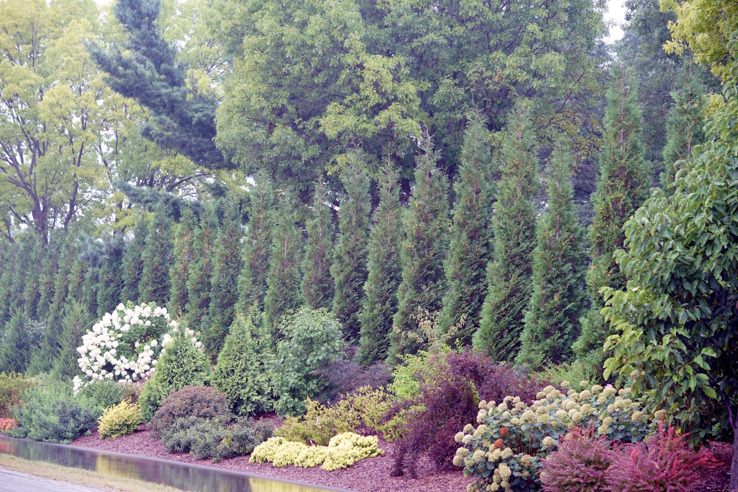 Arborvitae Full Speed A Hedge&reg; 'American Pillar' 3 Gallon