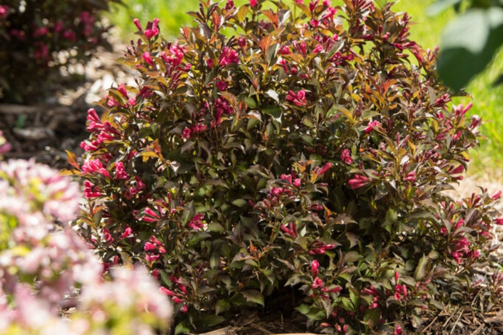 Weigela Shining Sensation&trade; 3 Gallon