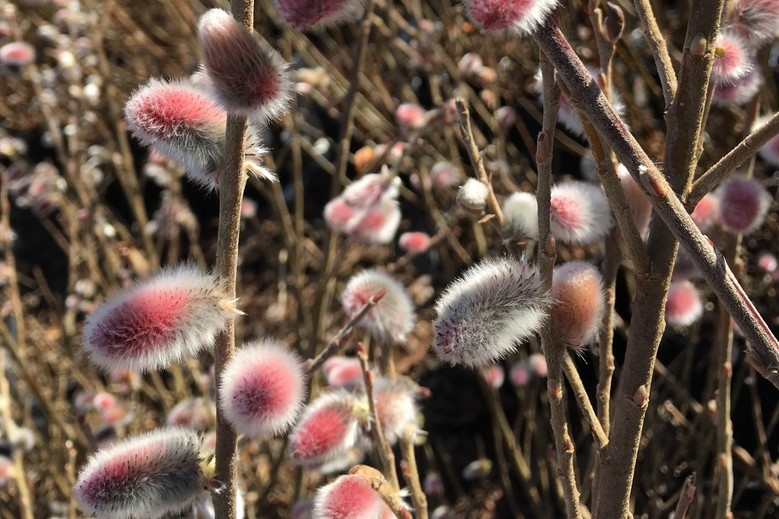Pink Pussywillow 'Mt. Aso' 5 Gallon