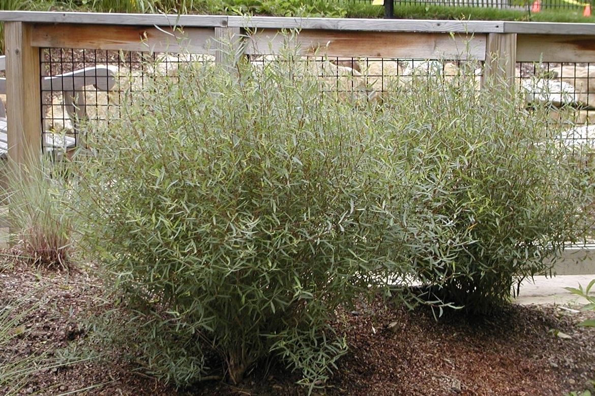 Purple Willow 'Nana' 3 Gallon