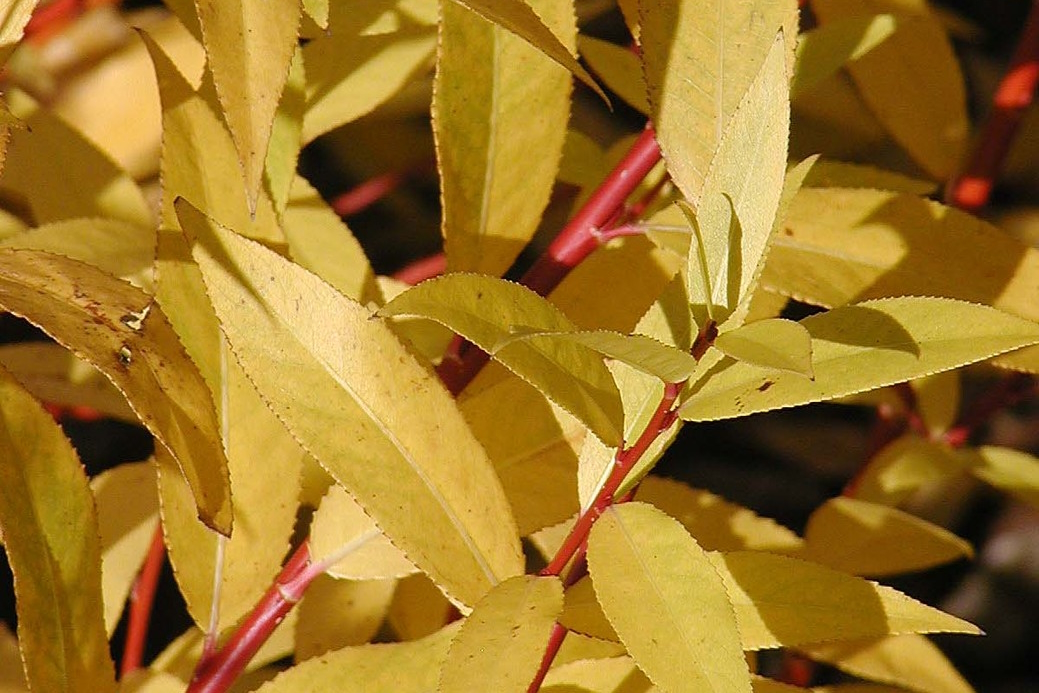 Flame Willow 3 Gallon