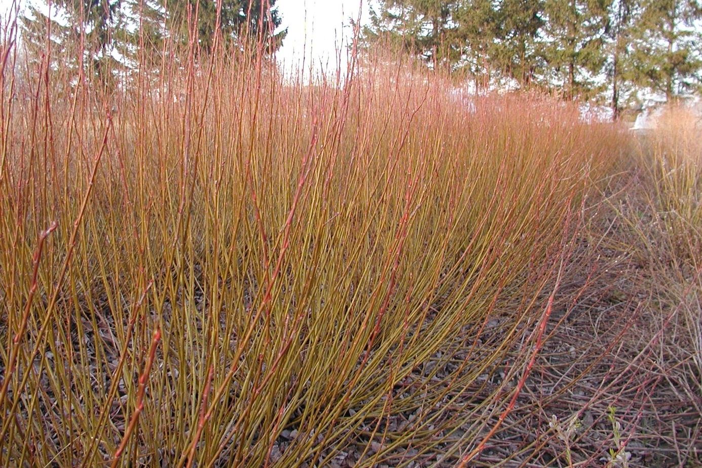 Banker's Willow 3 Gallon
