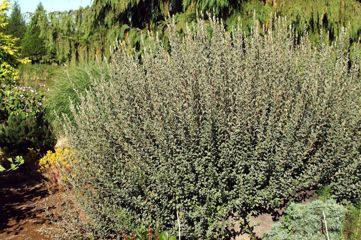Silver Creeping Willow 3 Gallon