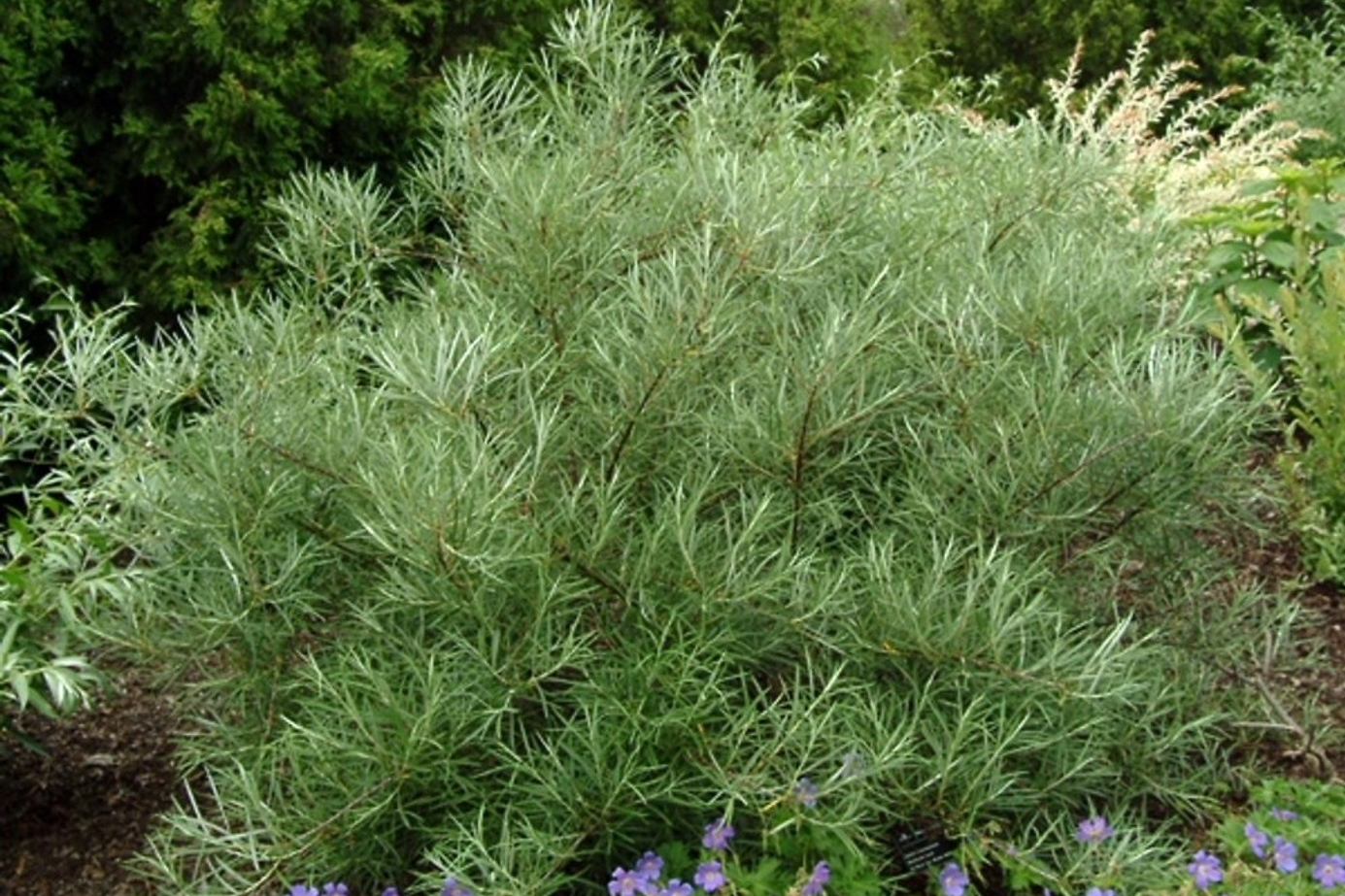 Rosemary Willow 3 Gallon