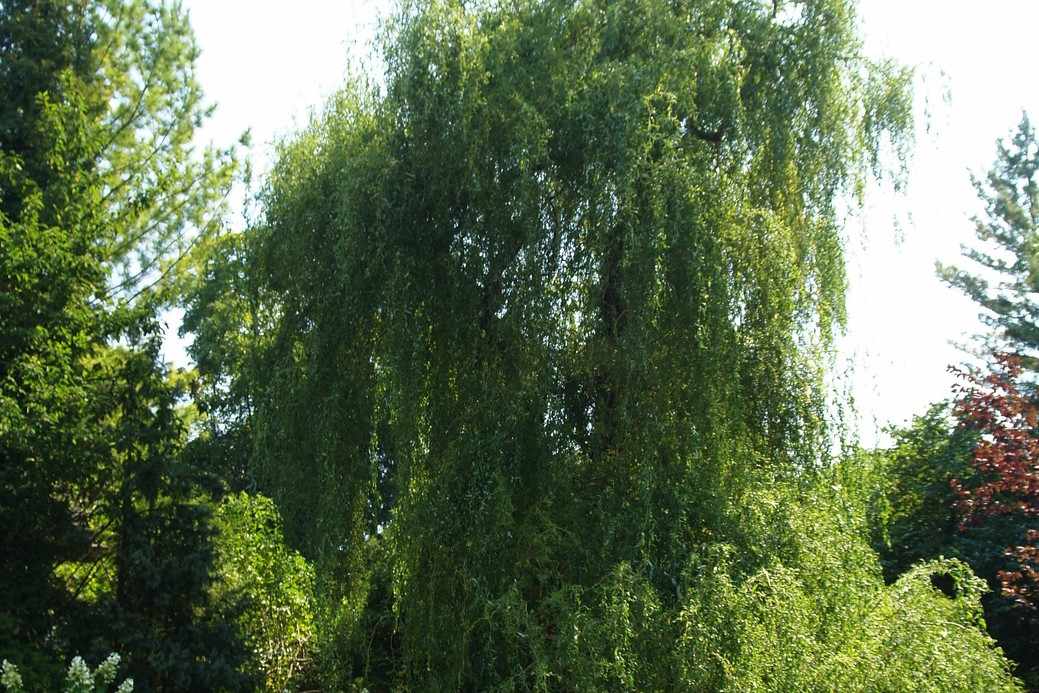 Willow 'Scarlet Curls' Clump 5 Gallon