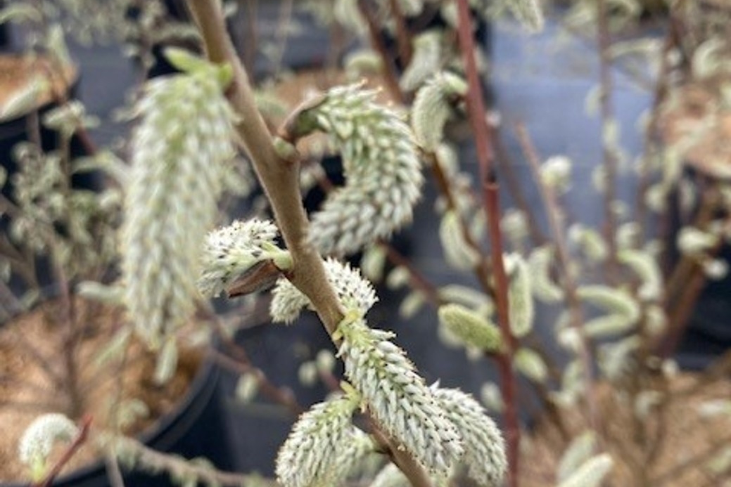 Silky Willow 3 Gallon