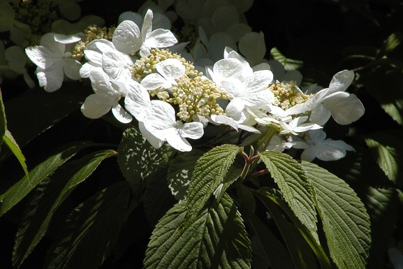 Doublefile Viburnum 'Maresii' 5 Gallon