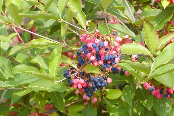 Witherod Viburnum 3 Gallon